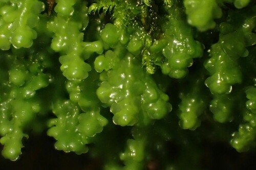 Radula voluta
