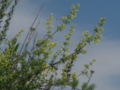 Galium monticolum