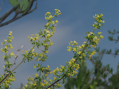 Galium monticolum