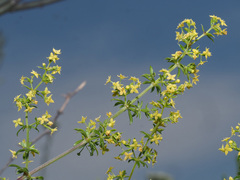 Galium monticolum