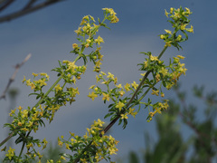 Galium monticolum