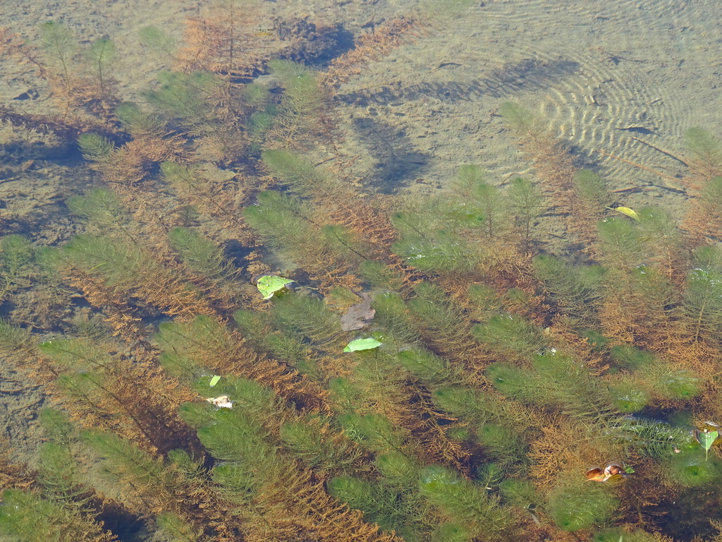 Cornifle nageante (Ceratophyllum demersum)