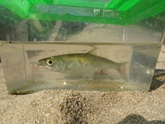 Hemiculter leucisculus