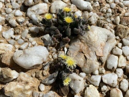 Mesembryanthemum lilliputanum Klak