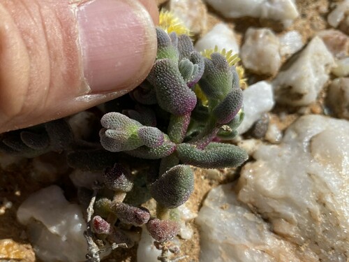Mesembryanthemum lilliputanum Klak 2
