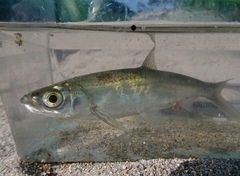 Hemiculter leucisculus