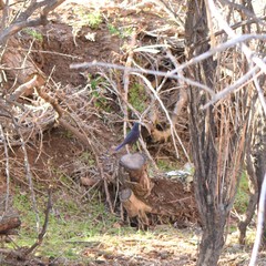 Myophonus caeruleus temminckii