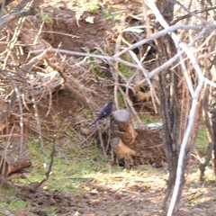 Myophonus caeruleus temminckii
