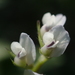 Vicia hirsuta - Photo no hay derechos reservados, subido por 葉子