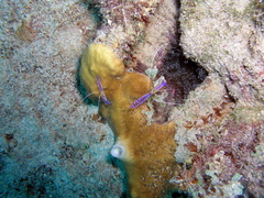 Ancylomenes pedersoni