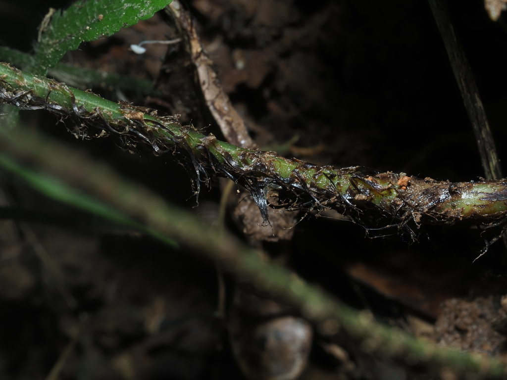 Dryopteris fuscipes