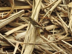 Aiolopus thalassinus