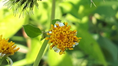 Bidens pilosa