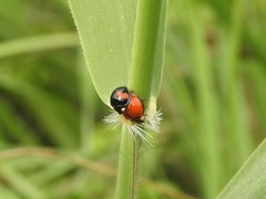 Coelophora biplagiata