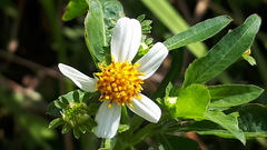 Bidens pilosa