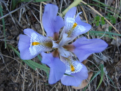 Iris unguicularis