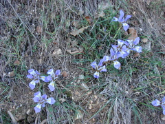Iris unguicularis