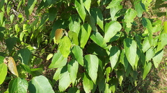 Magnoliopsida