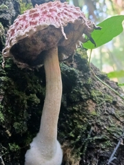Boletellus ananas image
