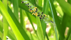 Urochloa eminii