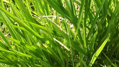 Urochloa eminii