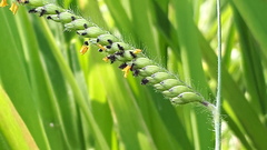 Urochloa eminii