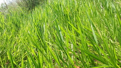 Urochloa eminii