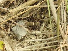 Teleogryllus mitratus