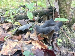 Craterellus fallax image