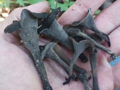 Craterellus fallax image