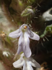 Ajuga taiwanensis