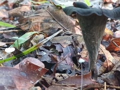 Craterellus fallax image