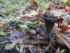 Craterellus fallax image