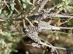 Atriplex cinerea