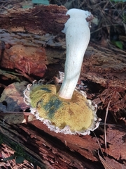 Boletellus ananas image