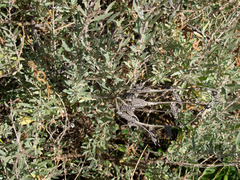 Atriplex cinerea