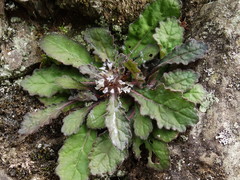 Ajuga taiwanensis