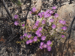 Lampranthus leptosepalus