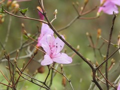 Rhododendron farrerae