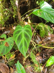 Philodendron verrucosum image