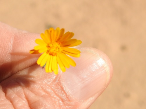 Calendula tripterocarpa