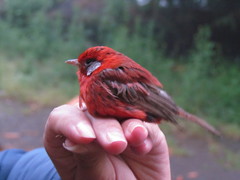 Cardellina rubra