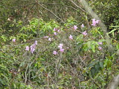 Rhododendron farrerae