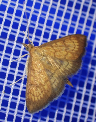 Ecpyrrhorrhoe rubiginalis