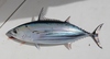 Skipjack Tuna - Photo (c) Clinton Duffy, some rights reserved (CC BY-NC), uploaded by Clinton Duffy