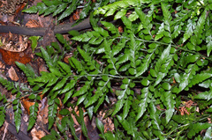 Asplenium lyallii