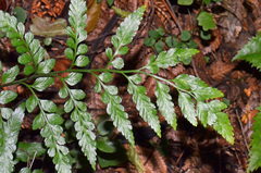 Asplenium lyallii