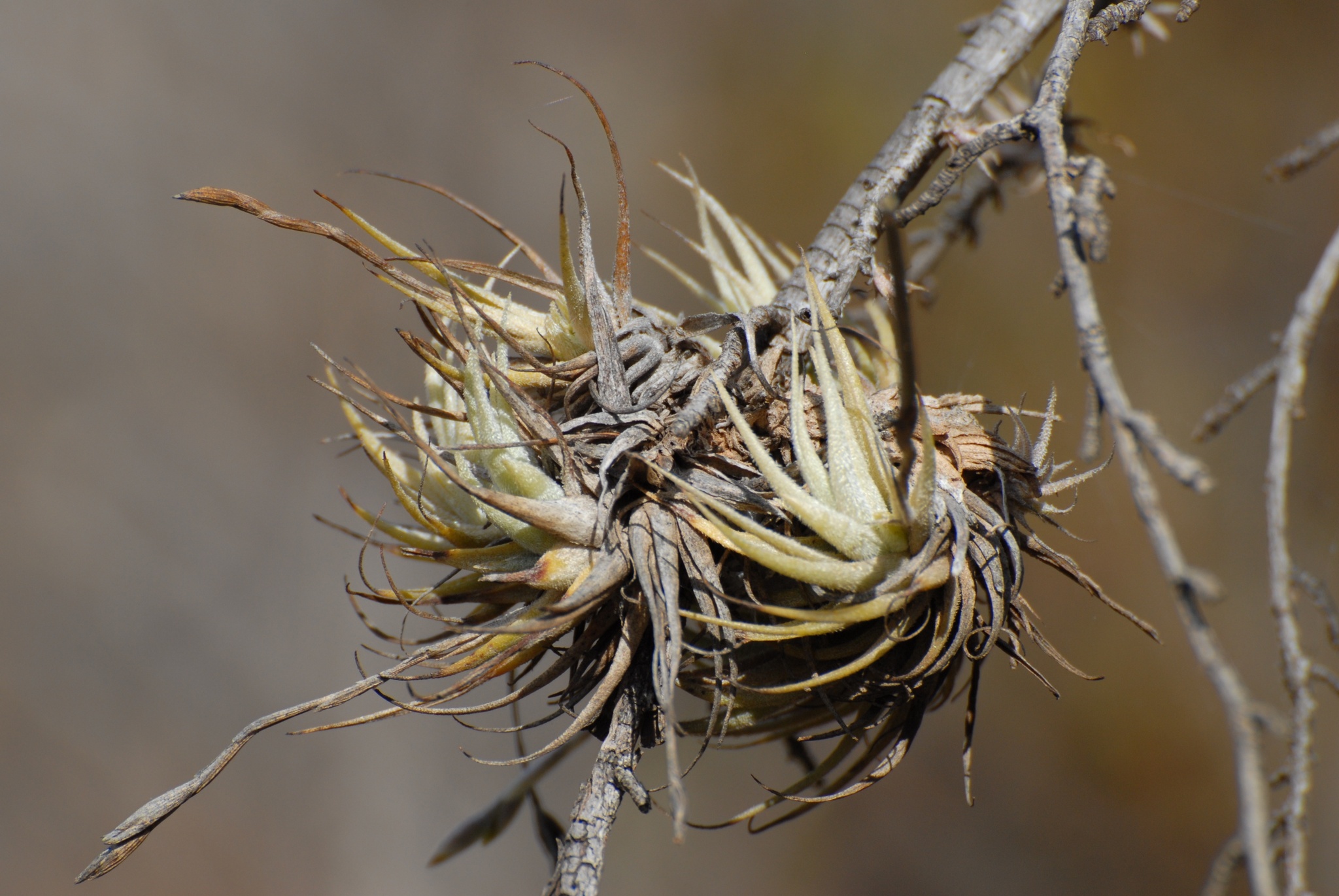 Tillandsia loliacea