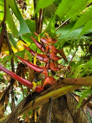 Heliconia lankesteri image