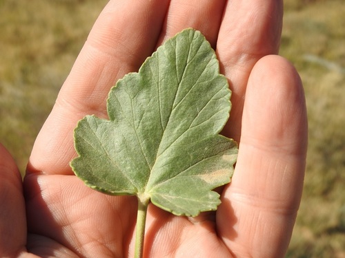 Erodium glaucophyllum